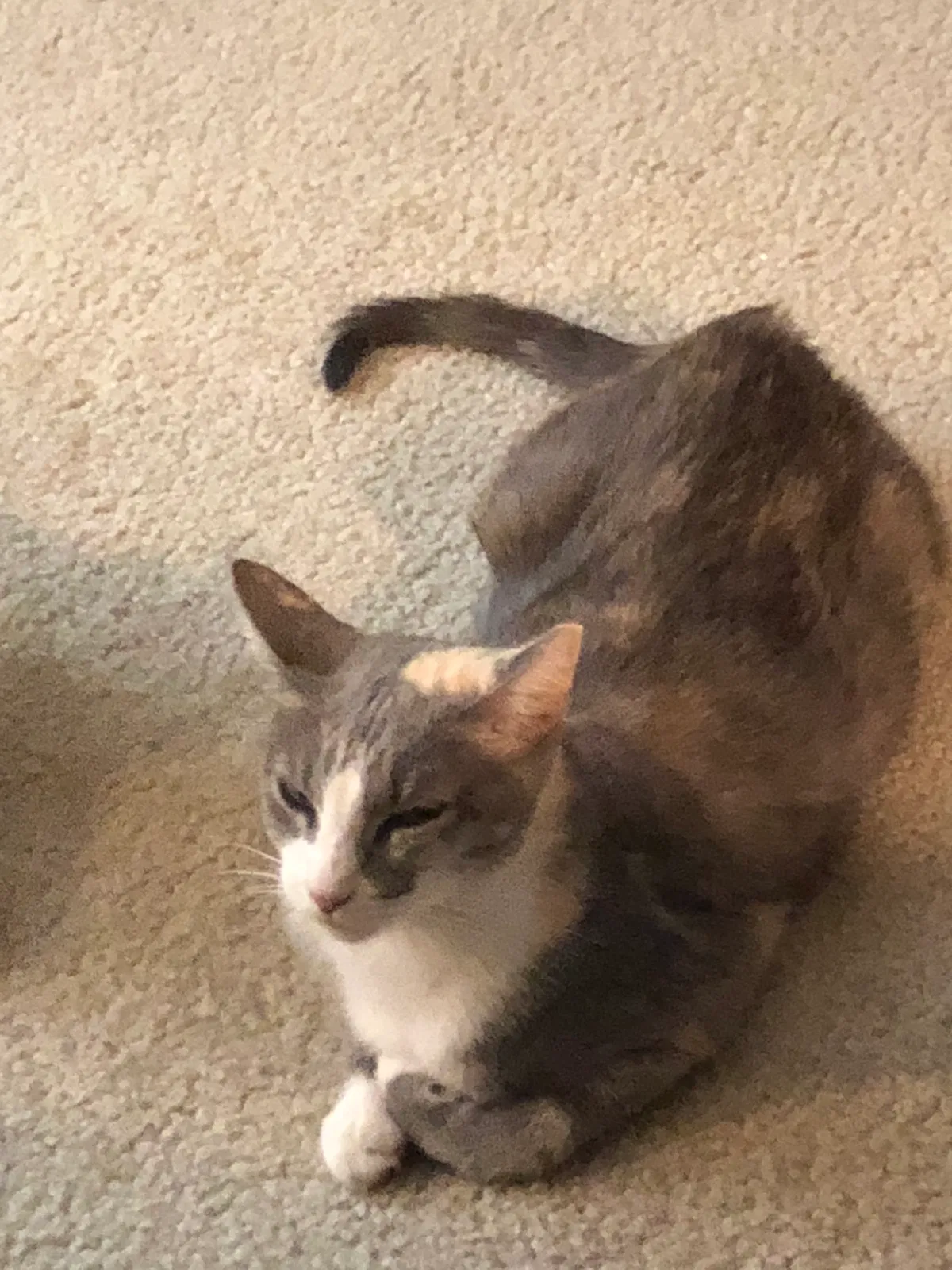 Found cat in Cedar Park, TX, 78613