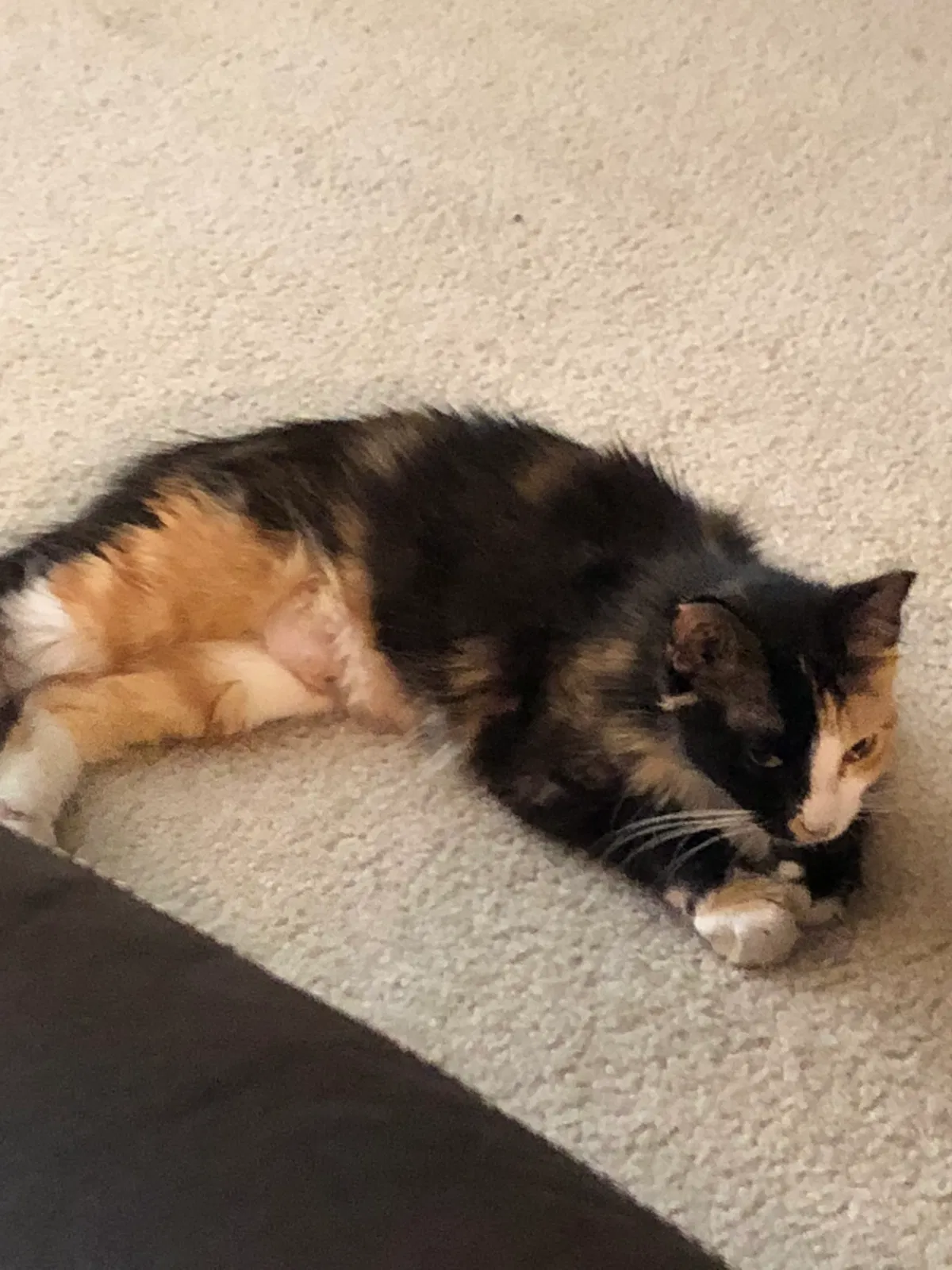 Found cat in Cedar Park, TX, 78613