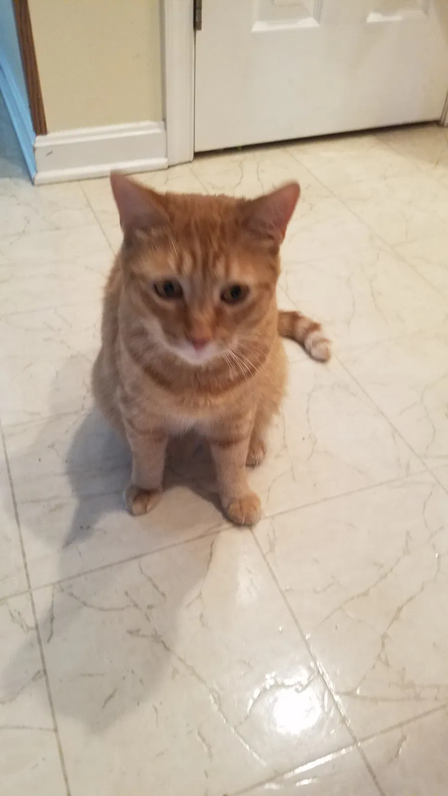 Found cat in Forest Hill, MD, 21050