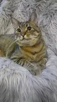 Found cat in Jacksboro, TN, 37757
