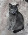 Found cat in Jacksboro, TN, 37757