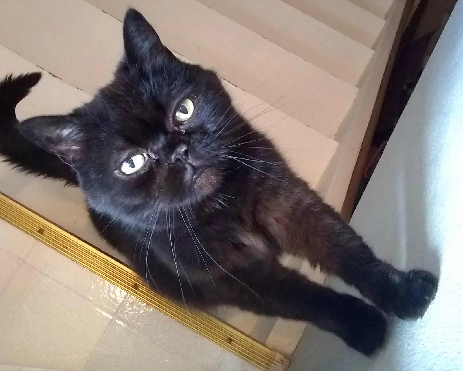 Found cat in Battle Creek, MI, 49014