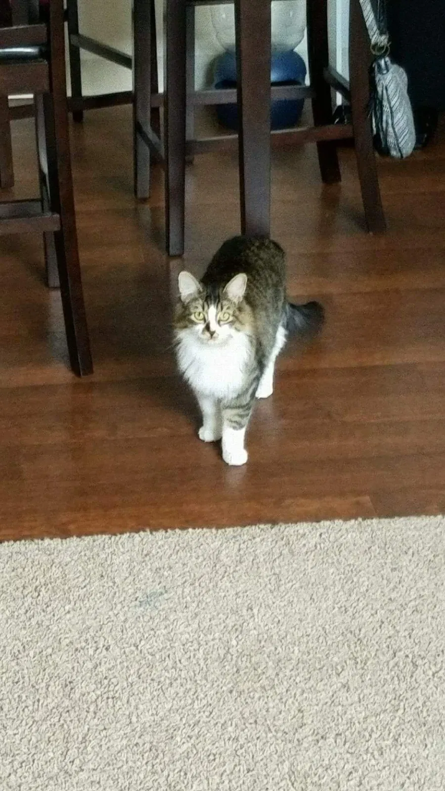 Found cat in Denver, CO, 80229