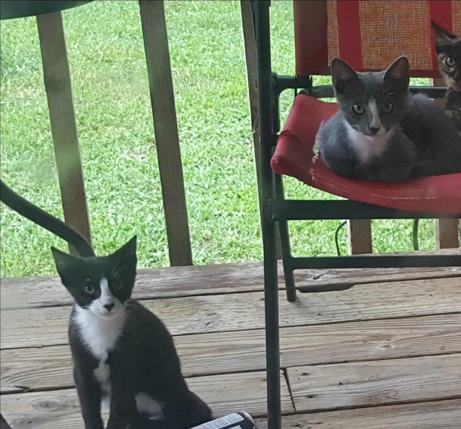 Found cat in Hillsborough, NC, 27278