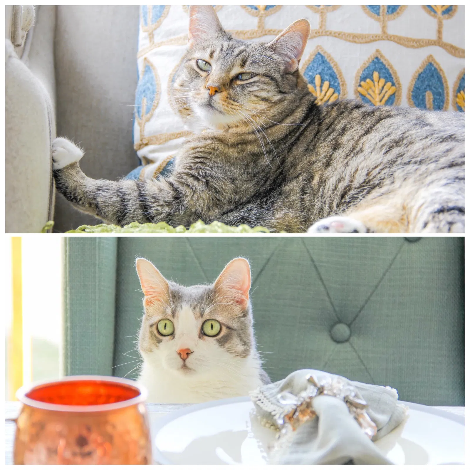 Found cat in Unknown, UT, 84009