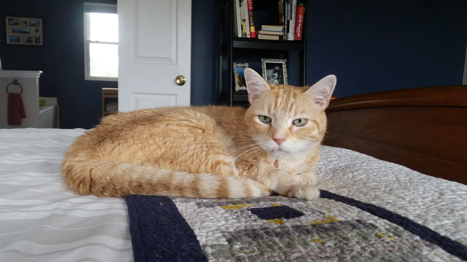 Found cat in Hamilton, OH, 45011