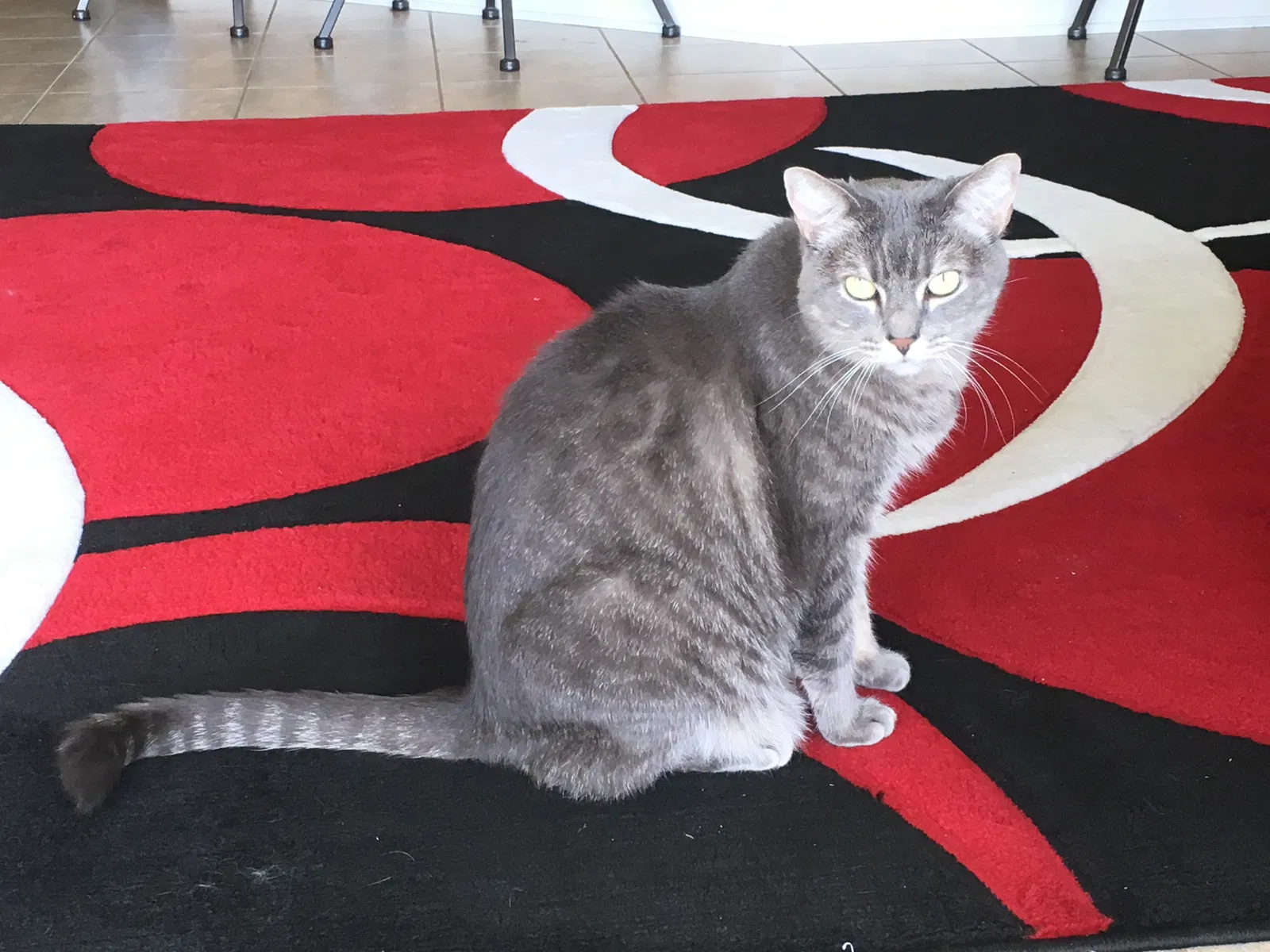Found cat in Riverview, FL, 33578