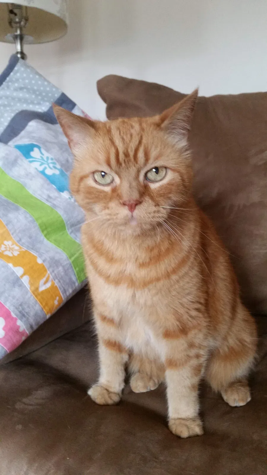 Found cat in Hamilton, OH, 45011