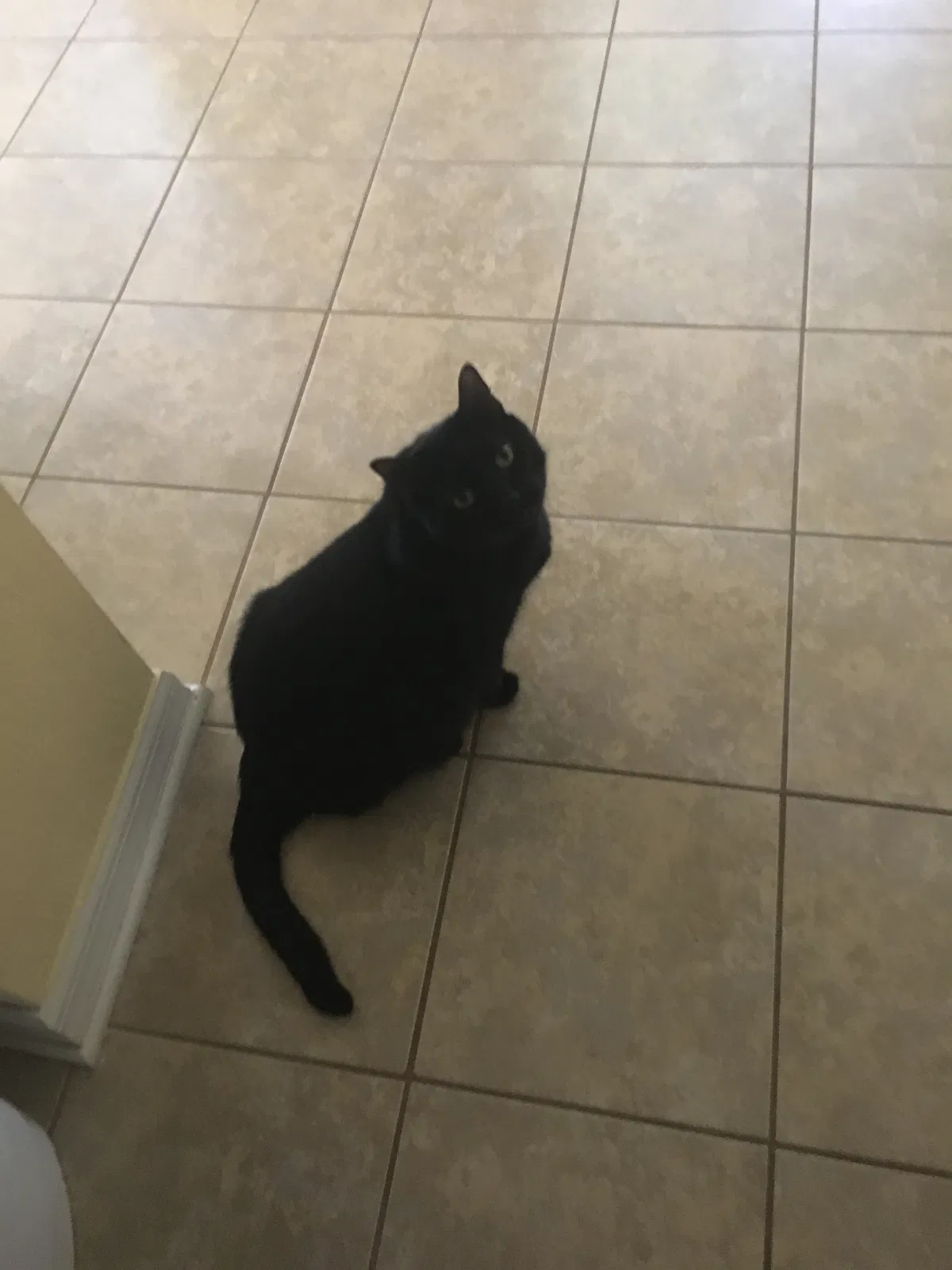 Found cat in Riverview, FL, 33578