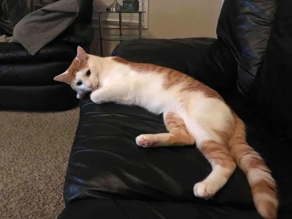 Found cat in Atlanta, GA, 30326