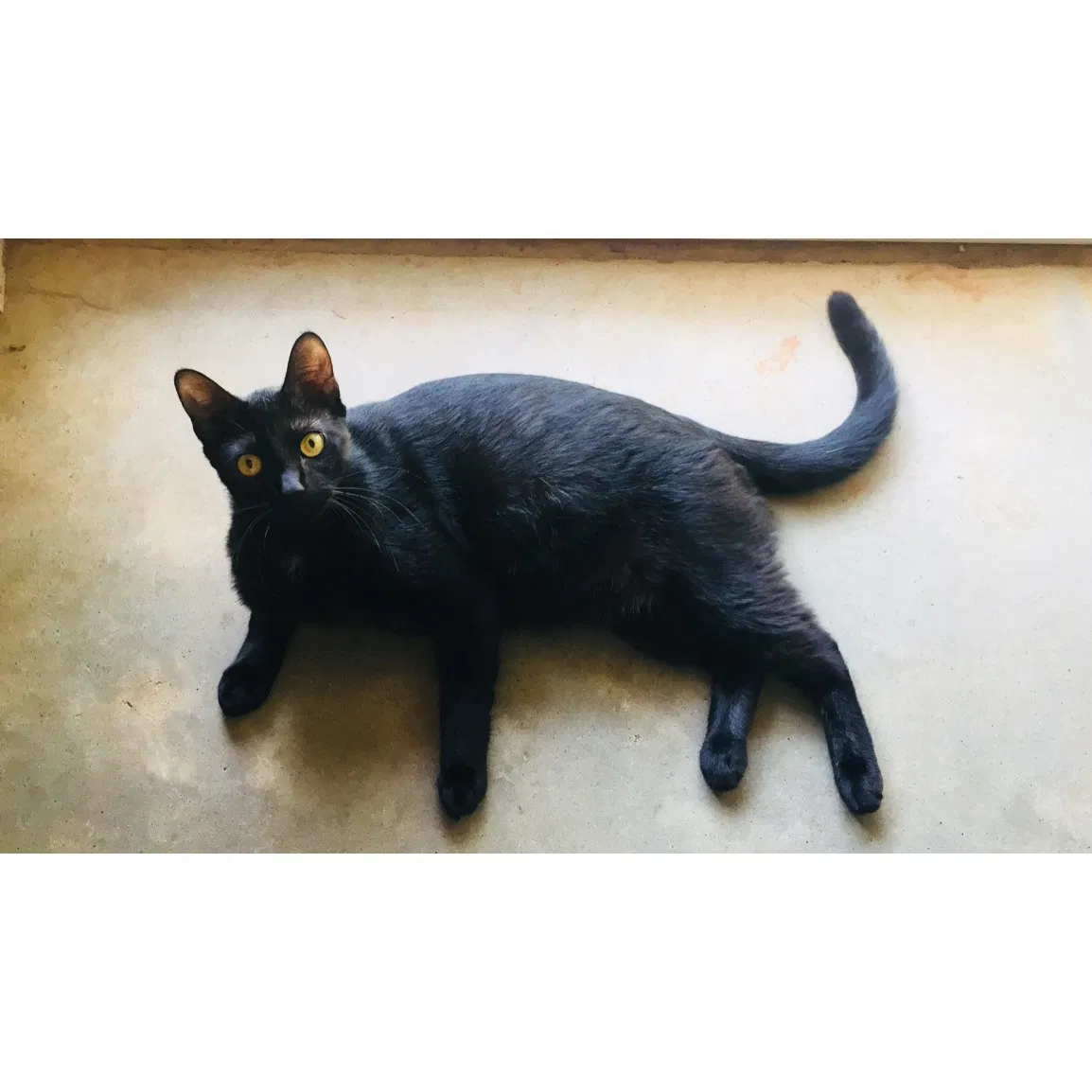 Found cat in Anderson, SC, 29626