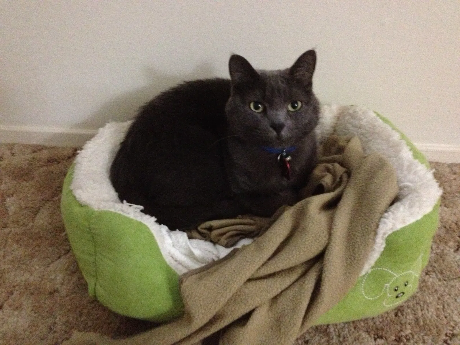Found cat in Daly City, CA, 94015