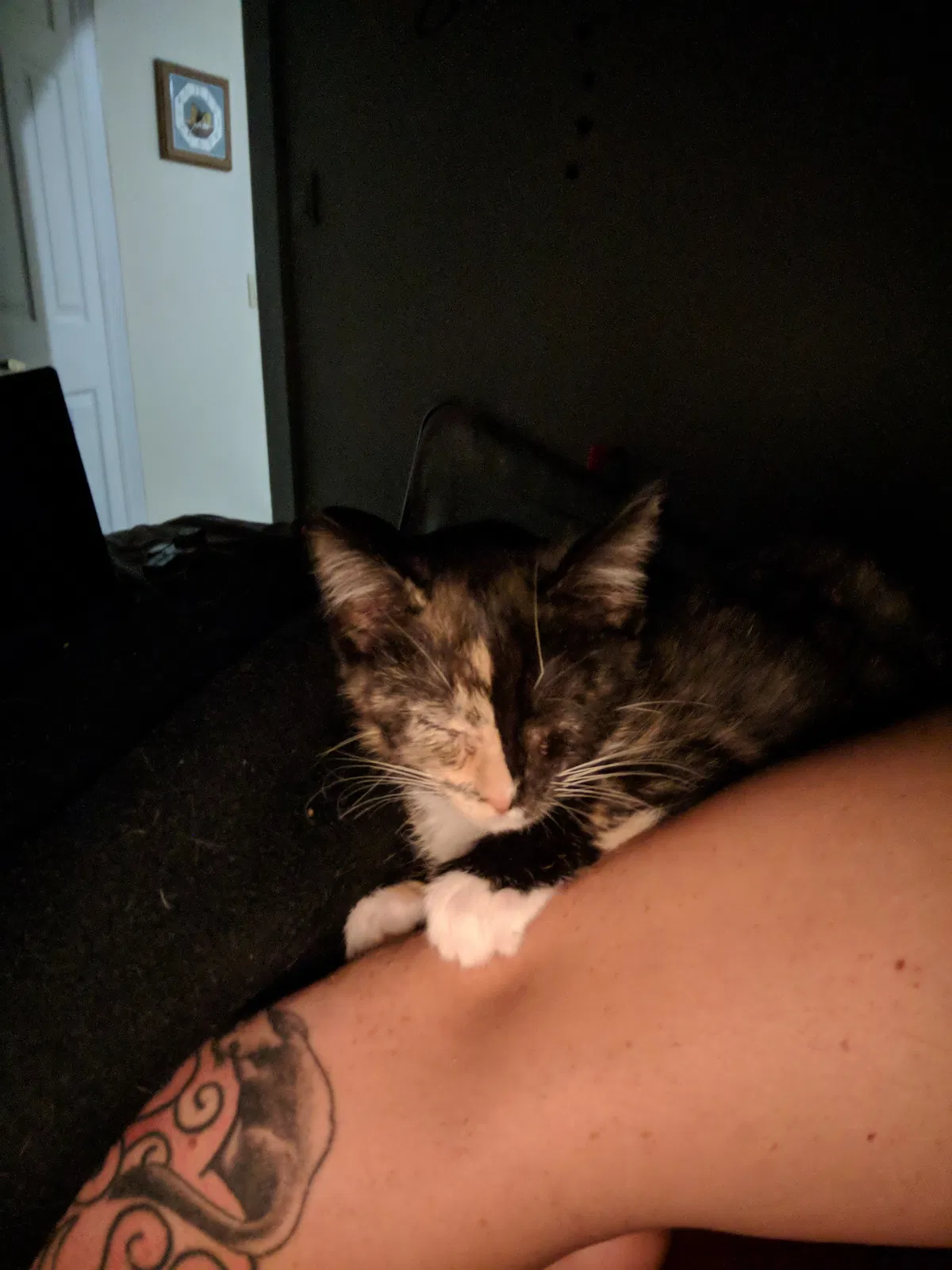 Found cat in Zearing, IA, 50278