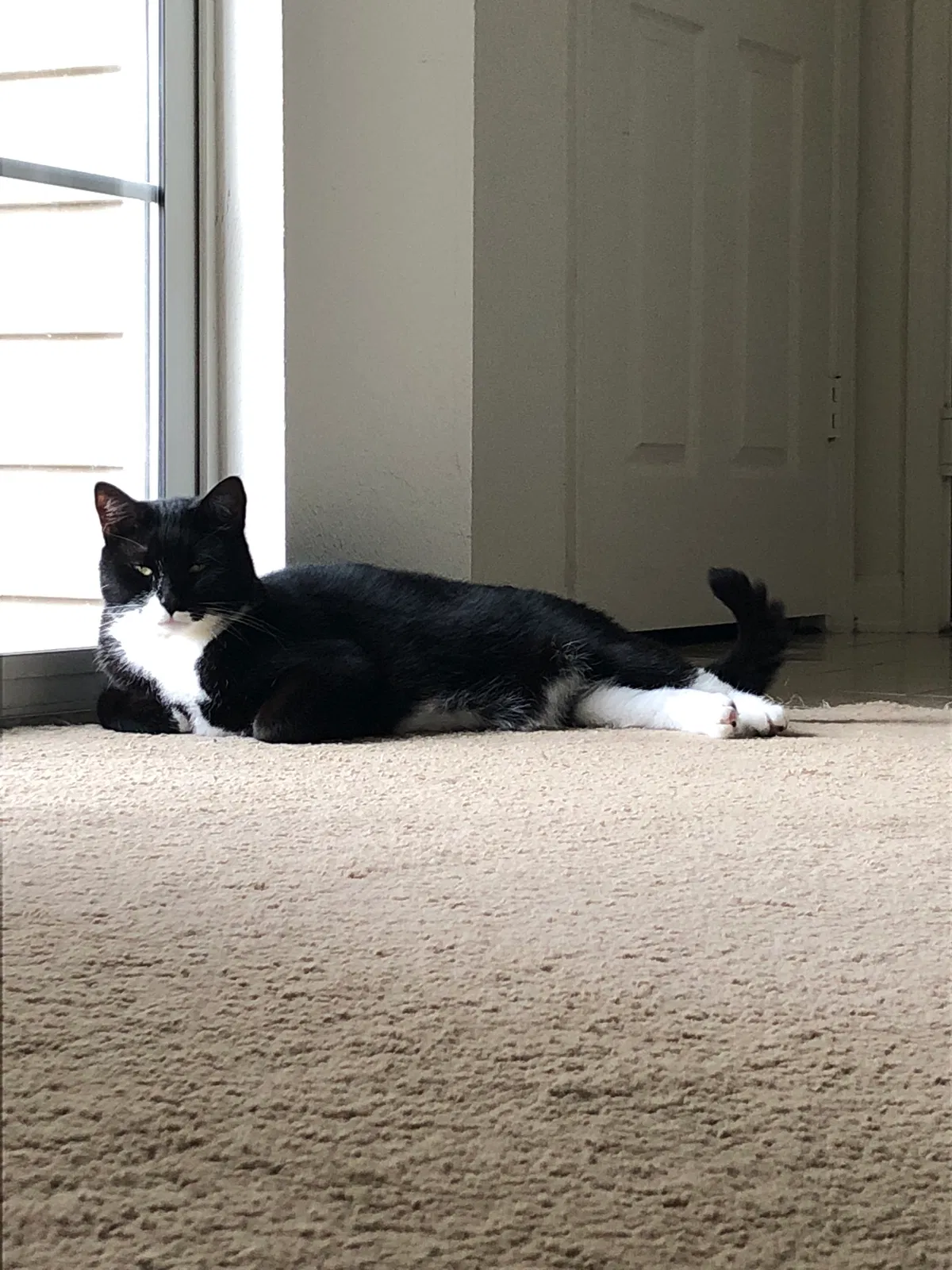 Found cat in Greer, SC, 29650