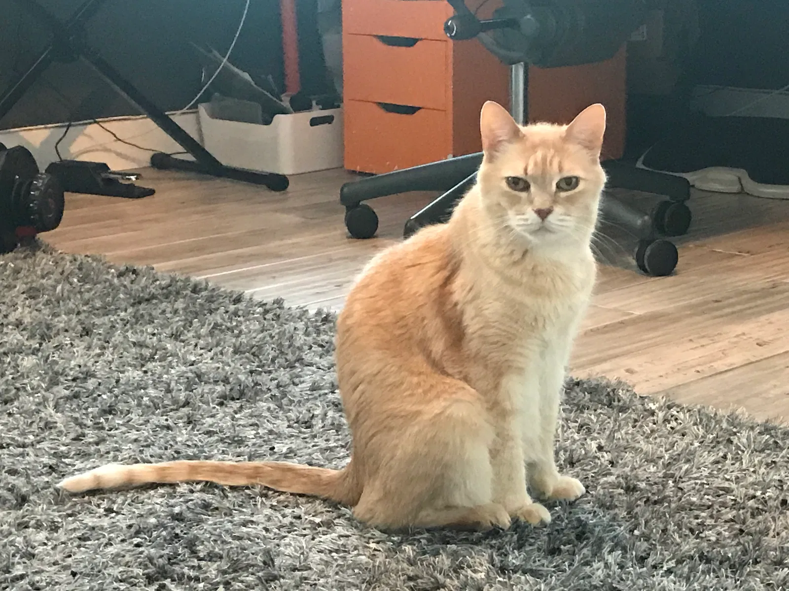 Found cat in Valencia, CA, 91354