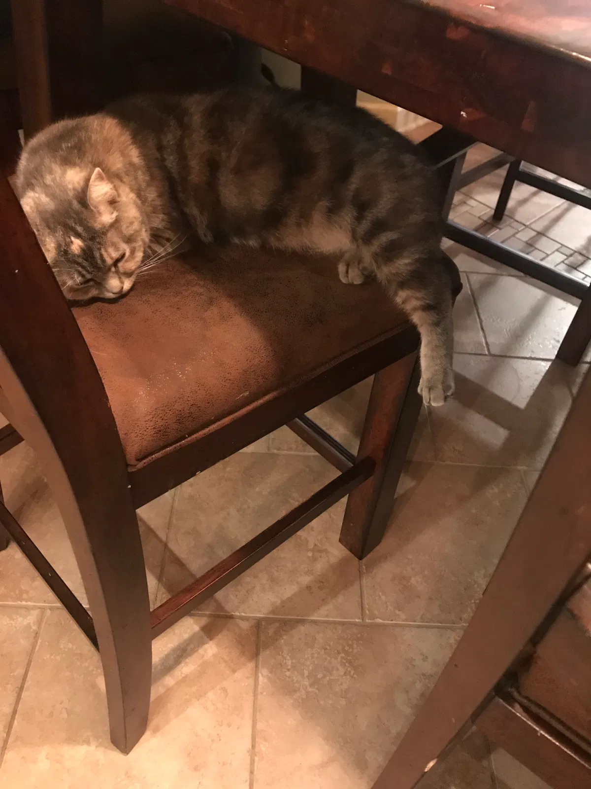 Found cat in Norwalk, IA, 50211