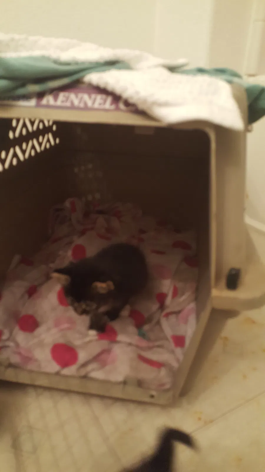 Found cat in Las Vegas, NV, 89145