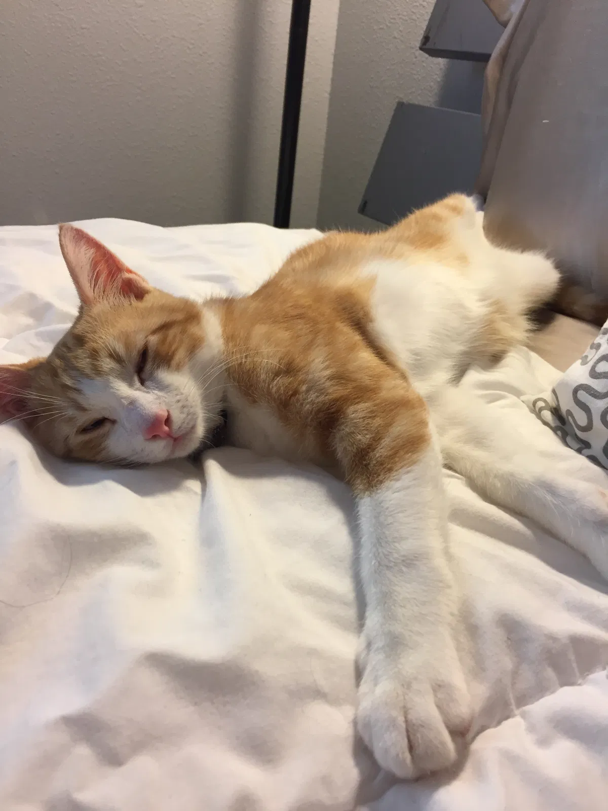 Found cat in Redding, CA, 96001