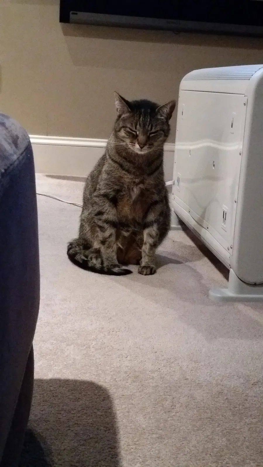 Found cat in Baltimore, MD, 21224