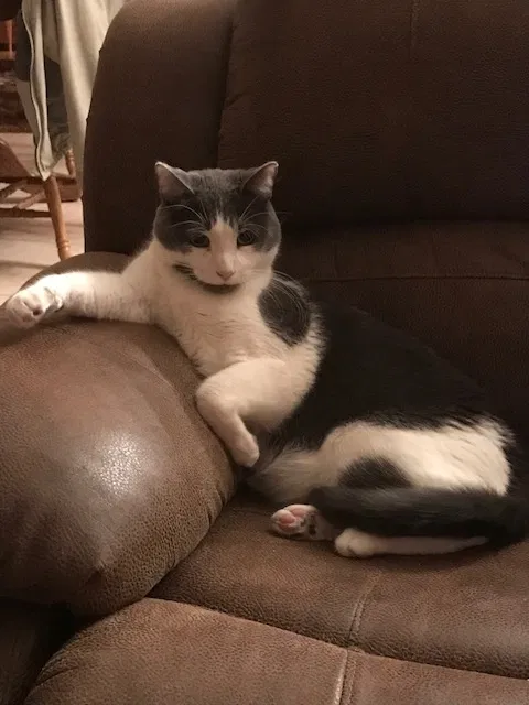 Found cat in Muskegon, MI, 49444