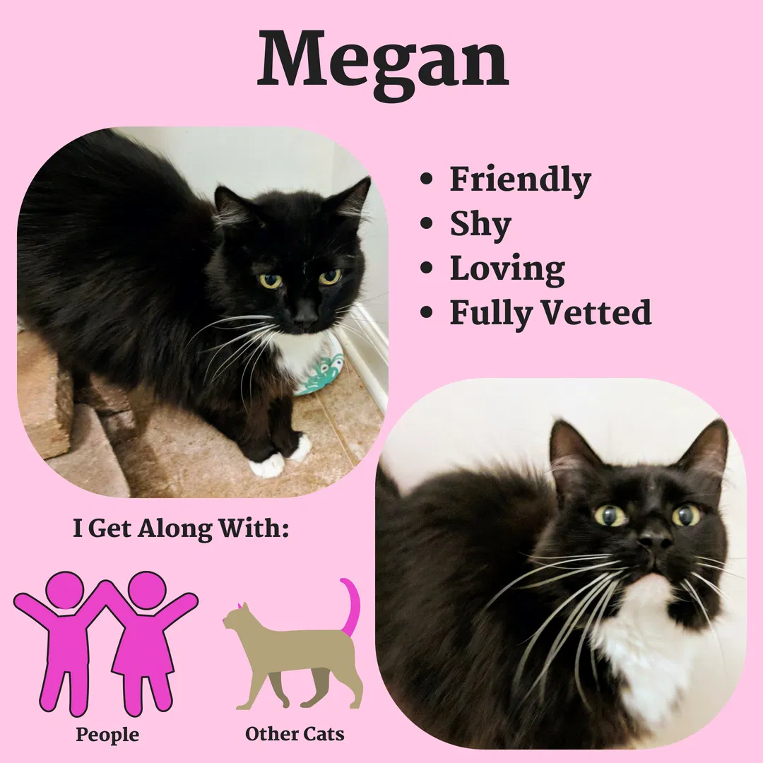 Found cat in Acworth, GA, 30101