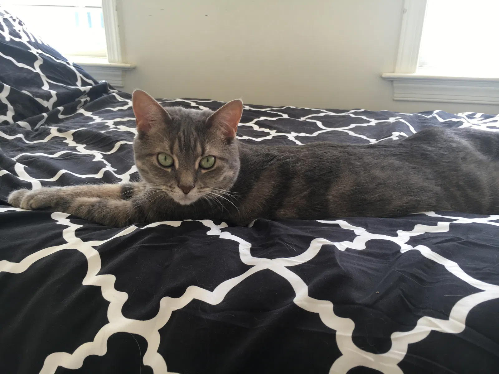 Found cat in Lancaster, PA, 17601