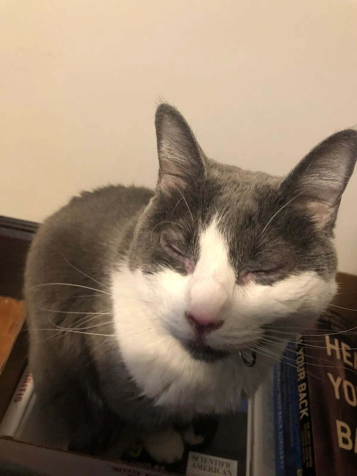 Found cat in Dorchester, MA, 2125