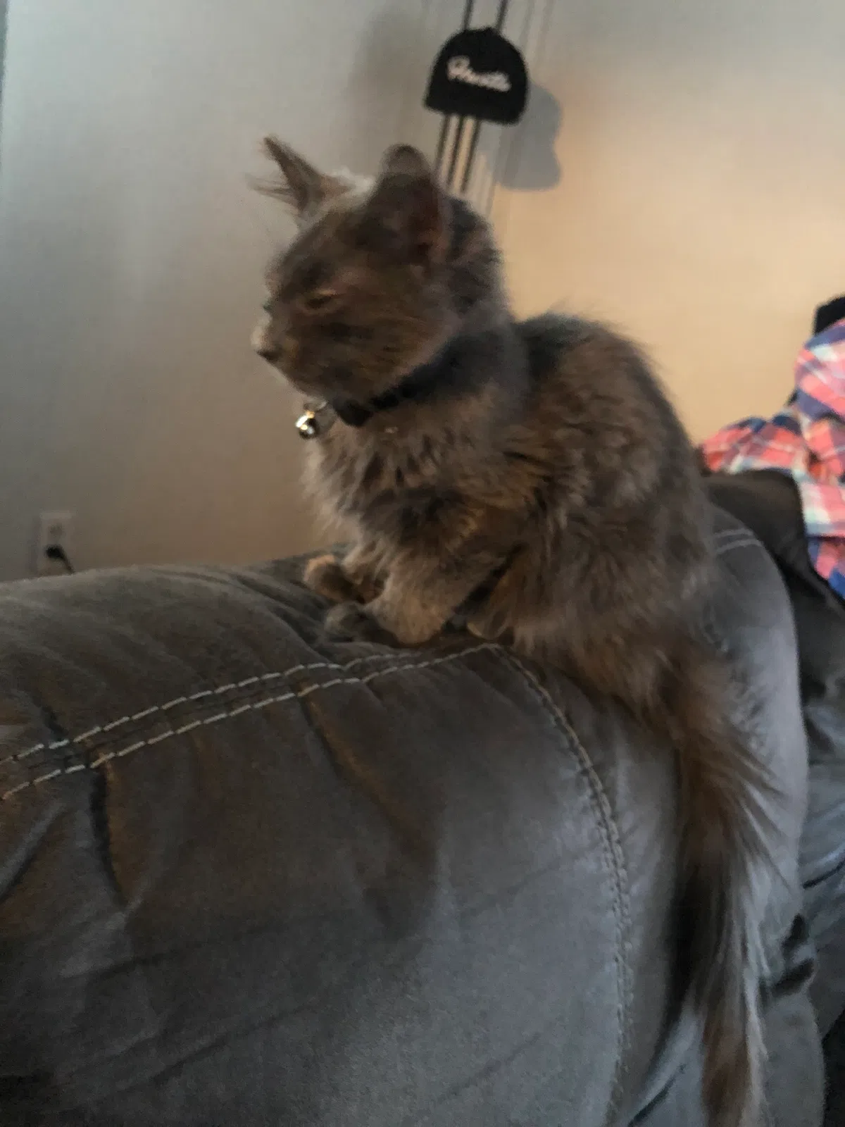 Found cat in Richmond, VA, 23226