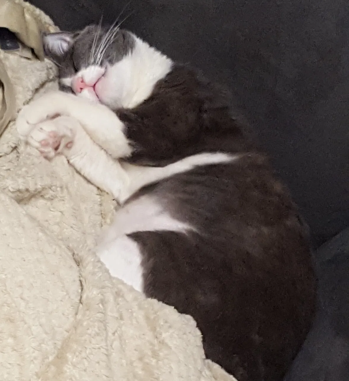 Found cat in Torrance, CA, 90504