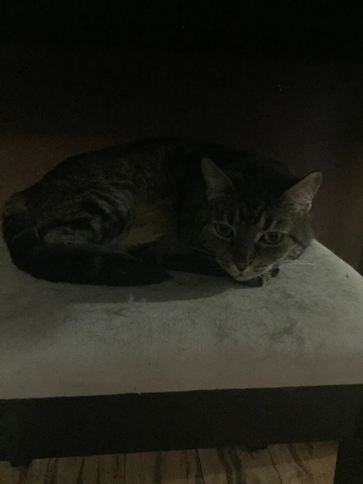Found cat in Melbourne, FL, 32935