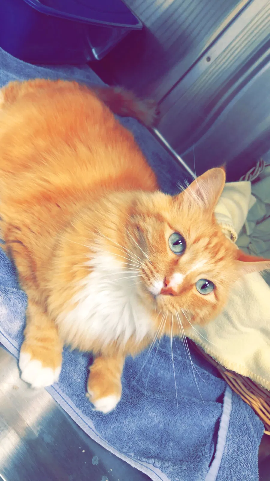 Found cat in Del Mar, CA, 92014