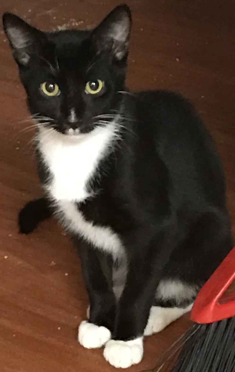 Found cat in Manassas, VA, 20111