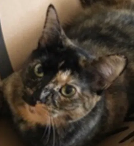 Found cat in Pompano Beach, FL, 33065