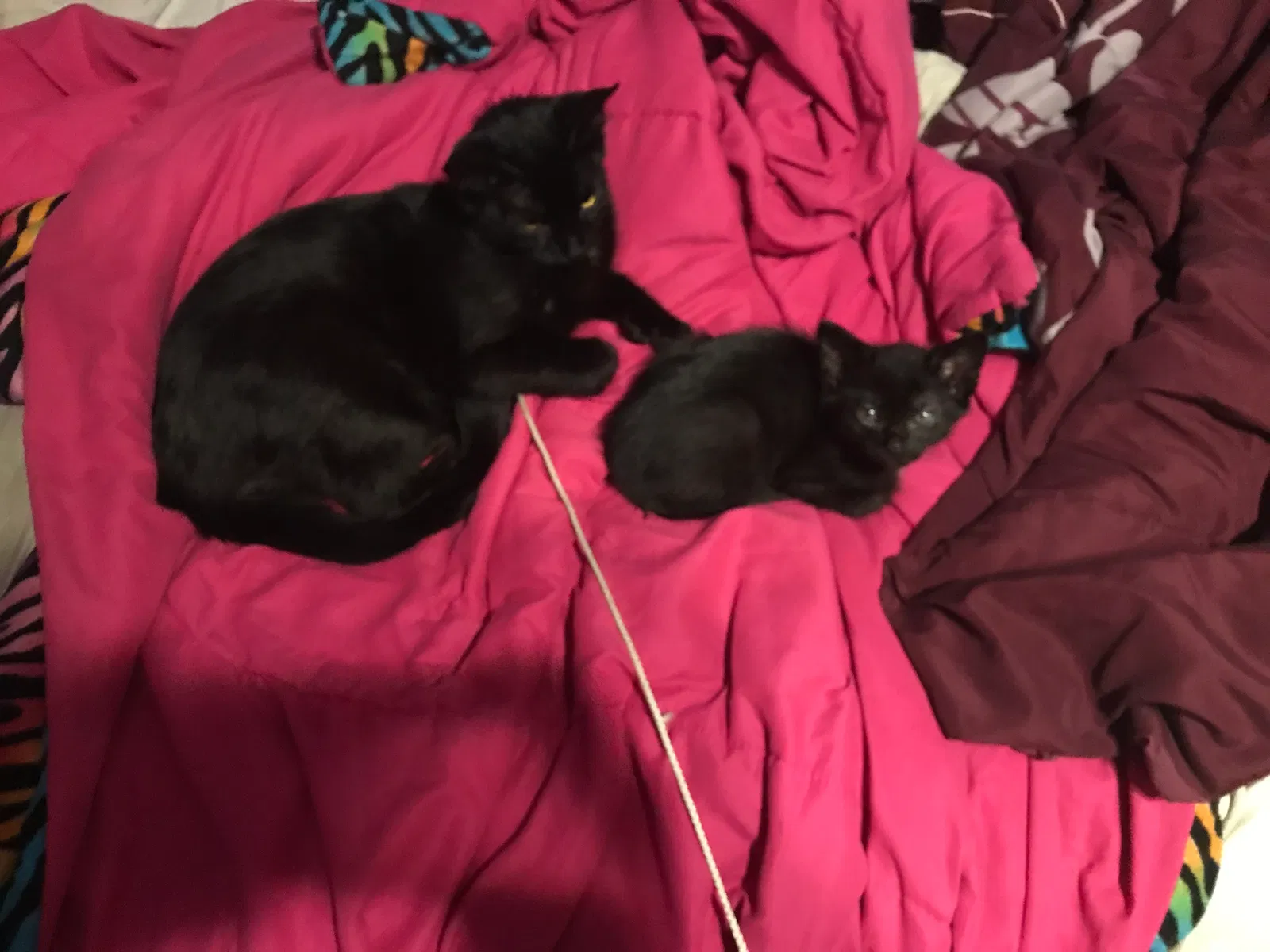 Found cat in Goodlettsville, TN, 37072