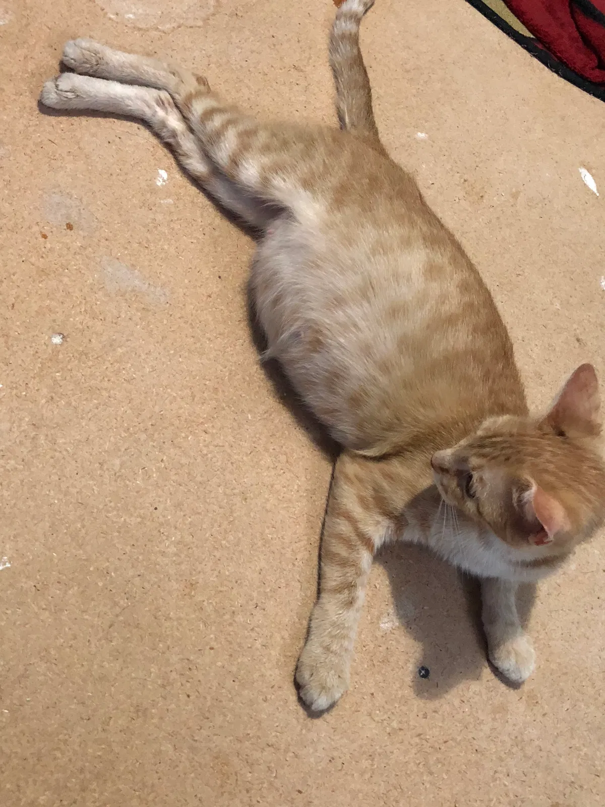 Found cat in Roy, UT, 84067