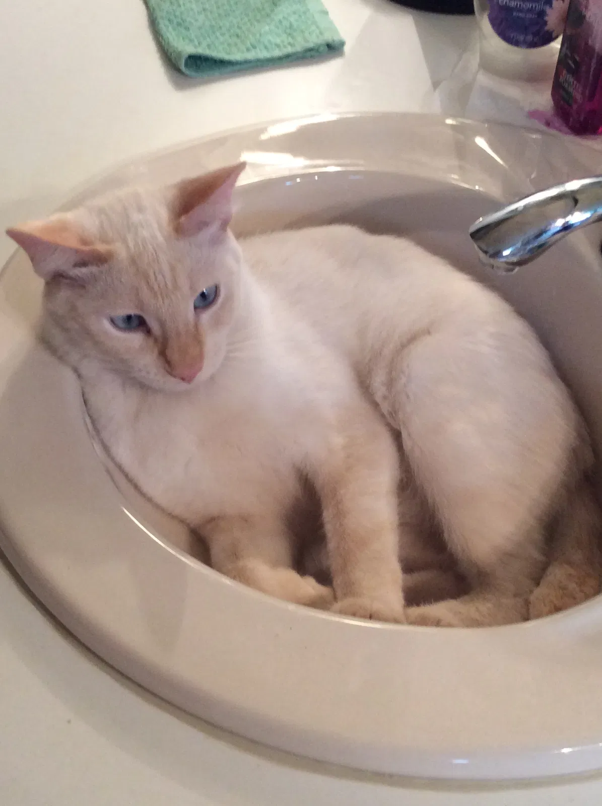 Found cat in Mesa, AZ, 85203