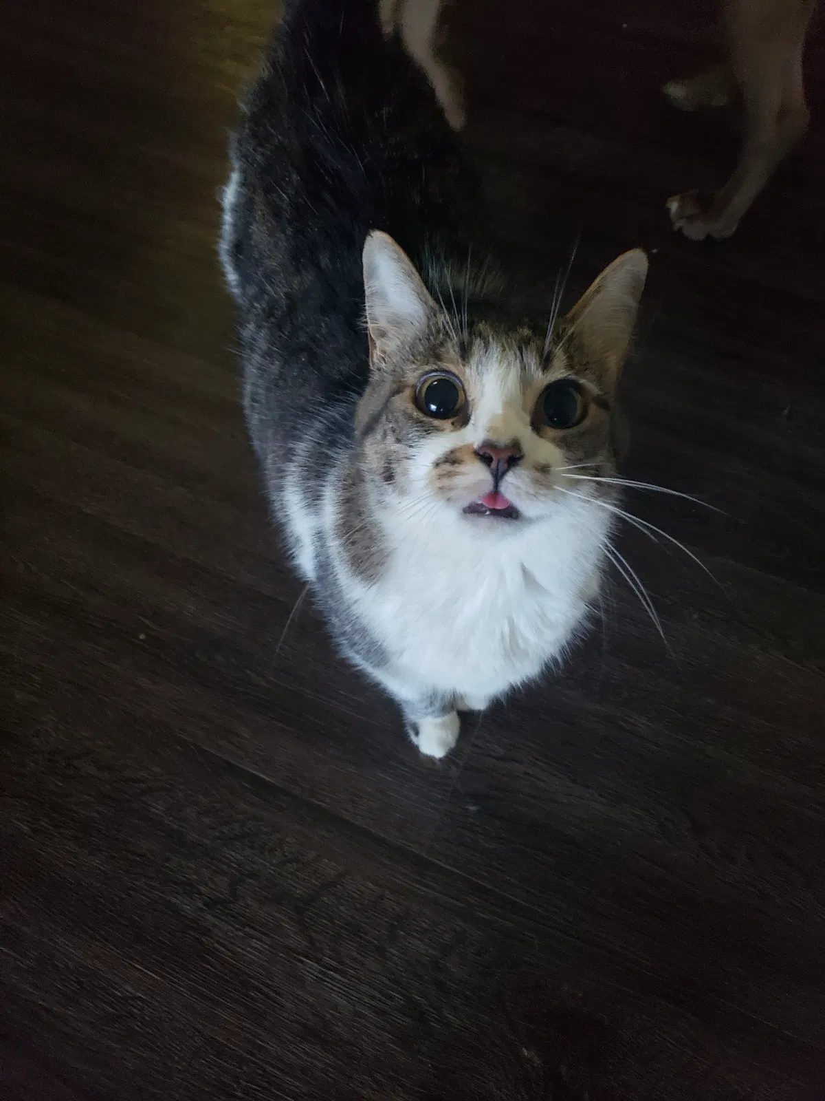 Found cat in Stanton, CA, 90680