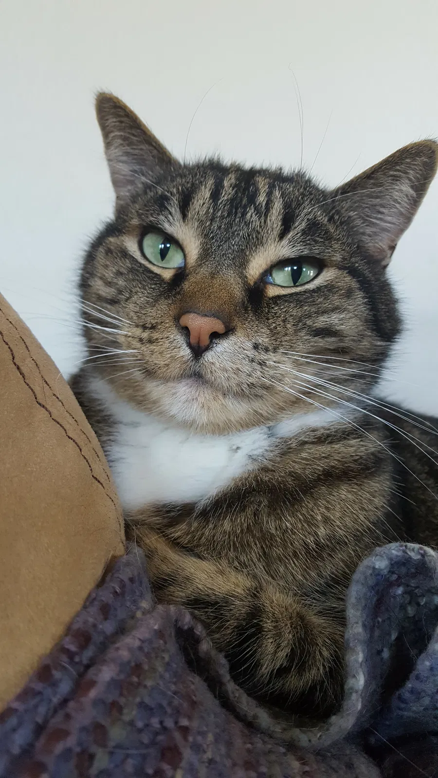 Found cat in West Bloomfield, MI, 48322
