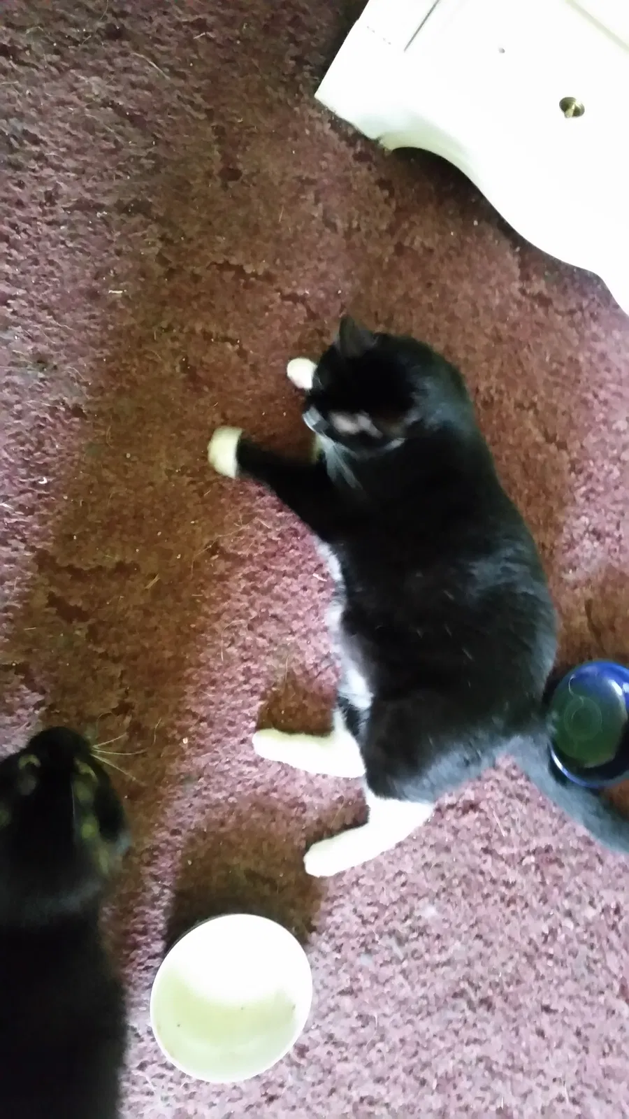 Found cat in Asheville, NC, 28806