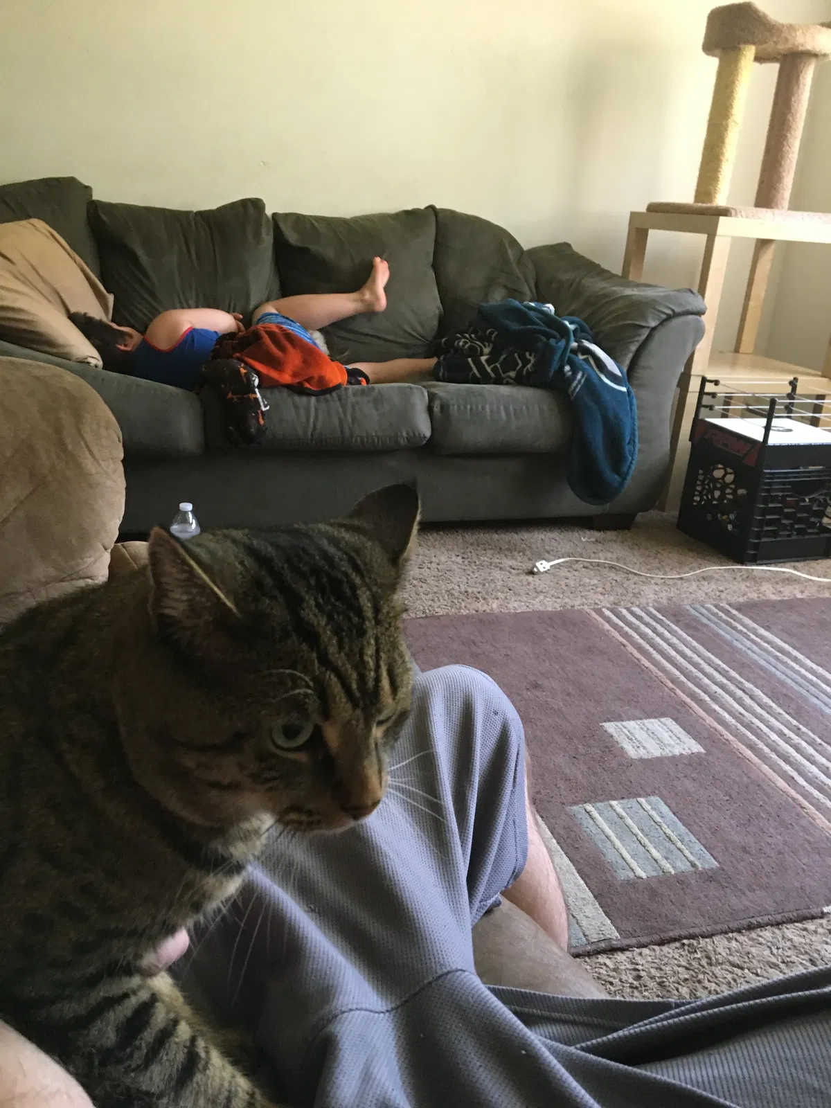 Found cat in Pottstown, PA, 19465