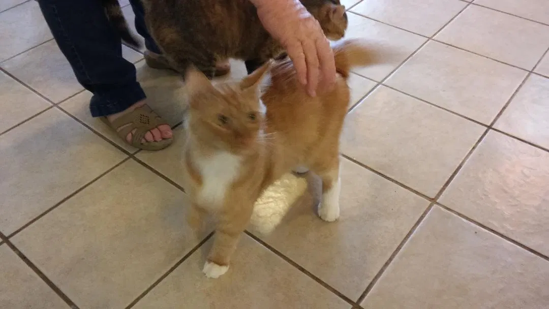 Found cat in Killeen, TX, 76542