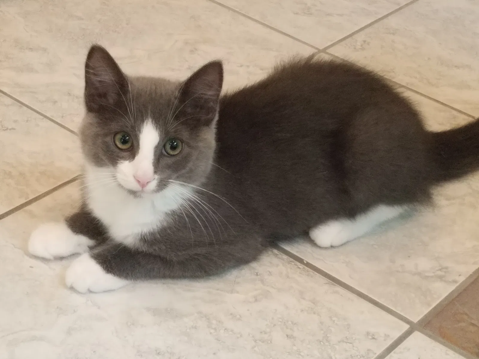 Found cat in Coatesville, PA, 19320