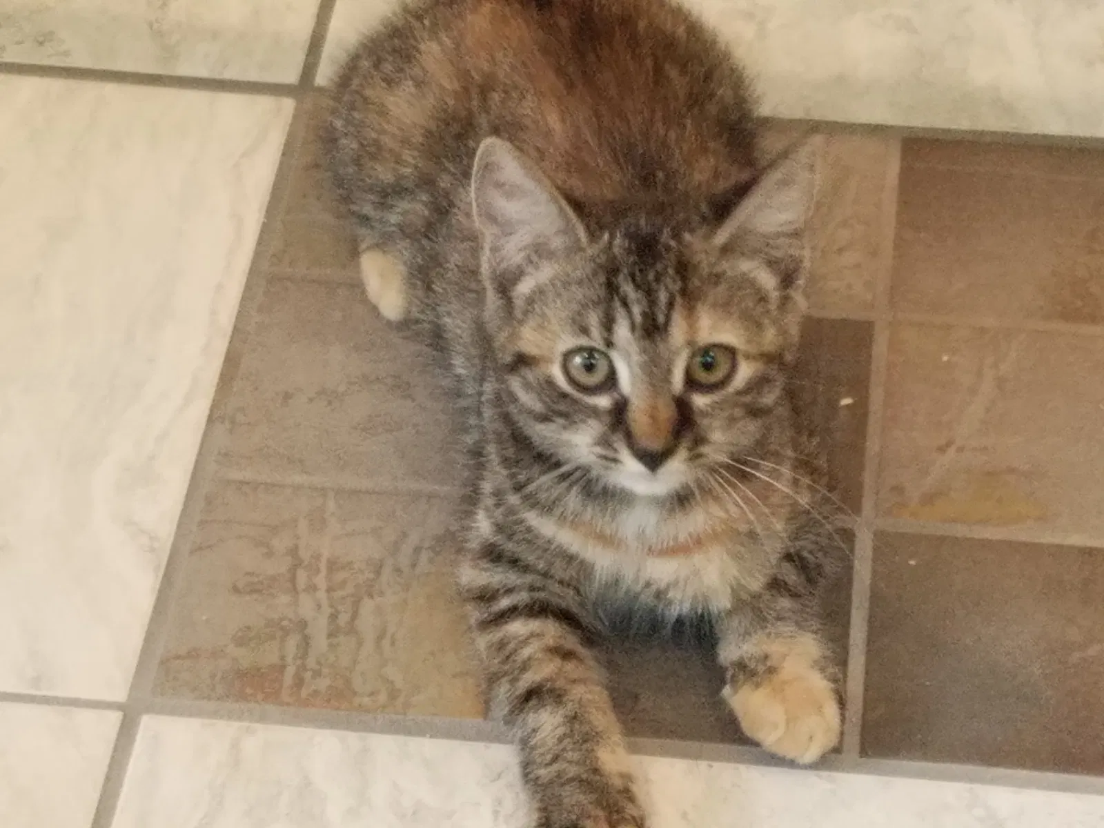 Found cat in Coatesville, PA, 19320