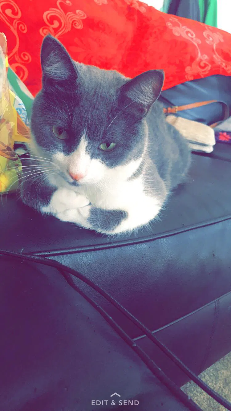 Found cat in Davison, MI, 48423