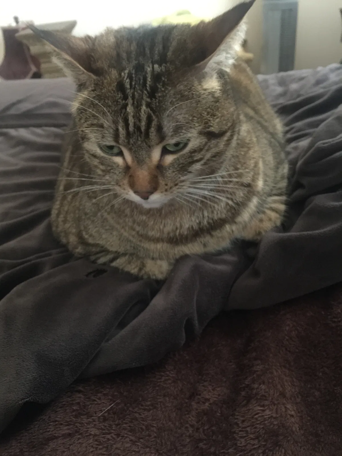 Found cat in Buford, GA, 30519