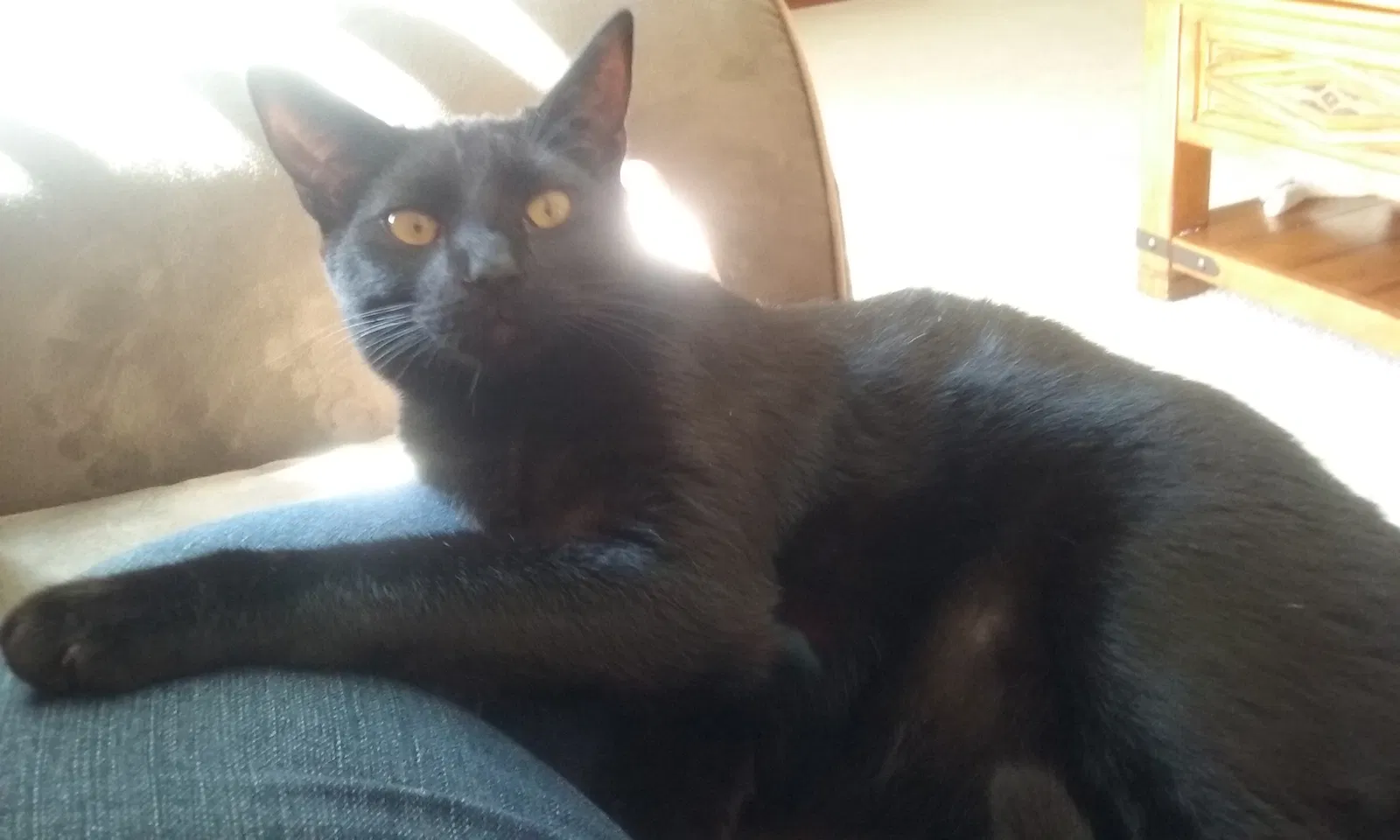 Found cat in Hemet, CA, 92545