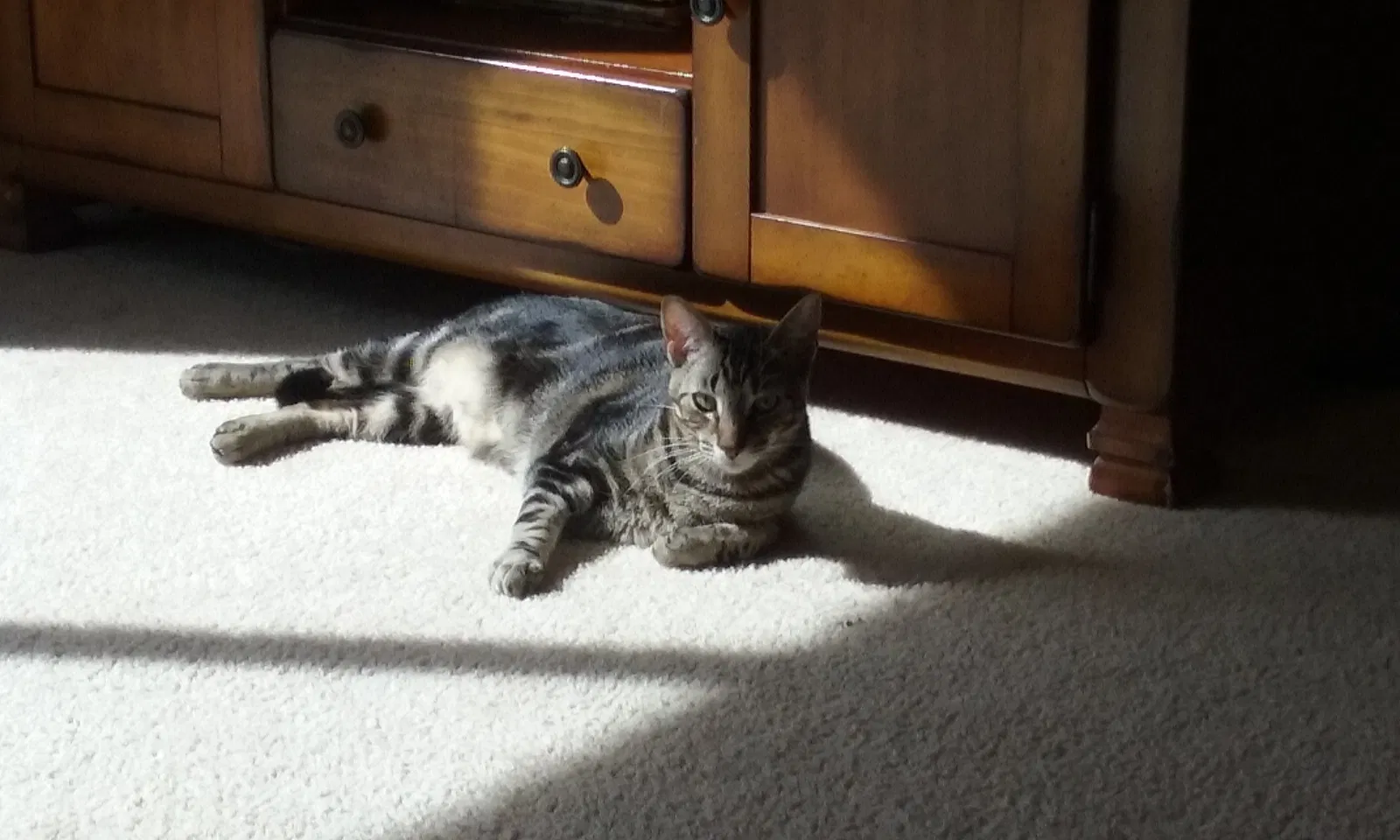 Found cat in Hemet, CA, 92545