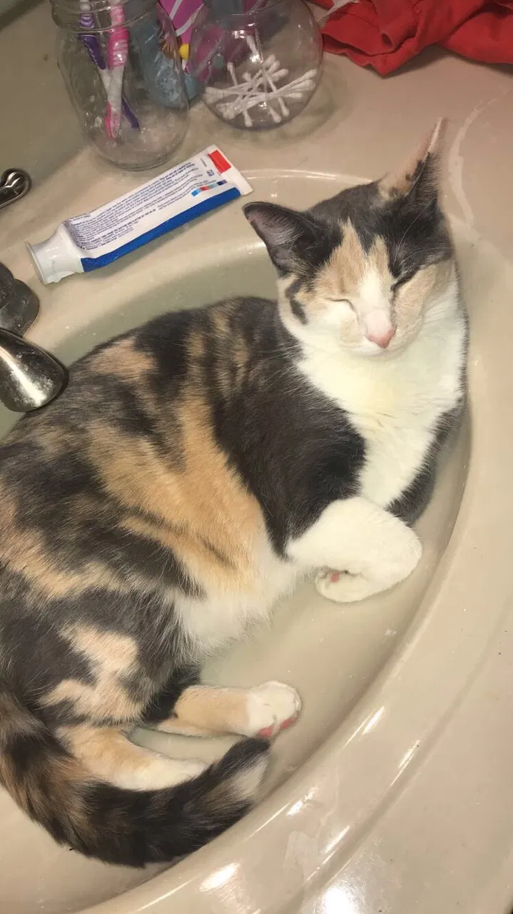 Found cat in Murfreesboro, TN, 37129