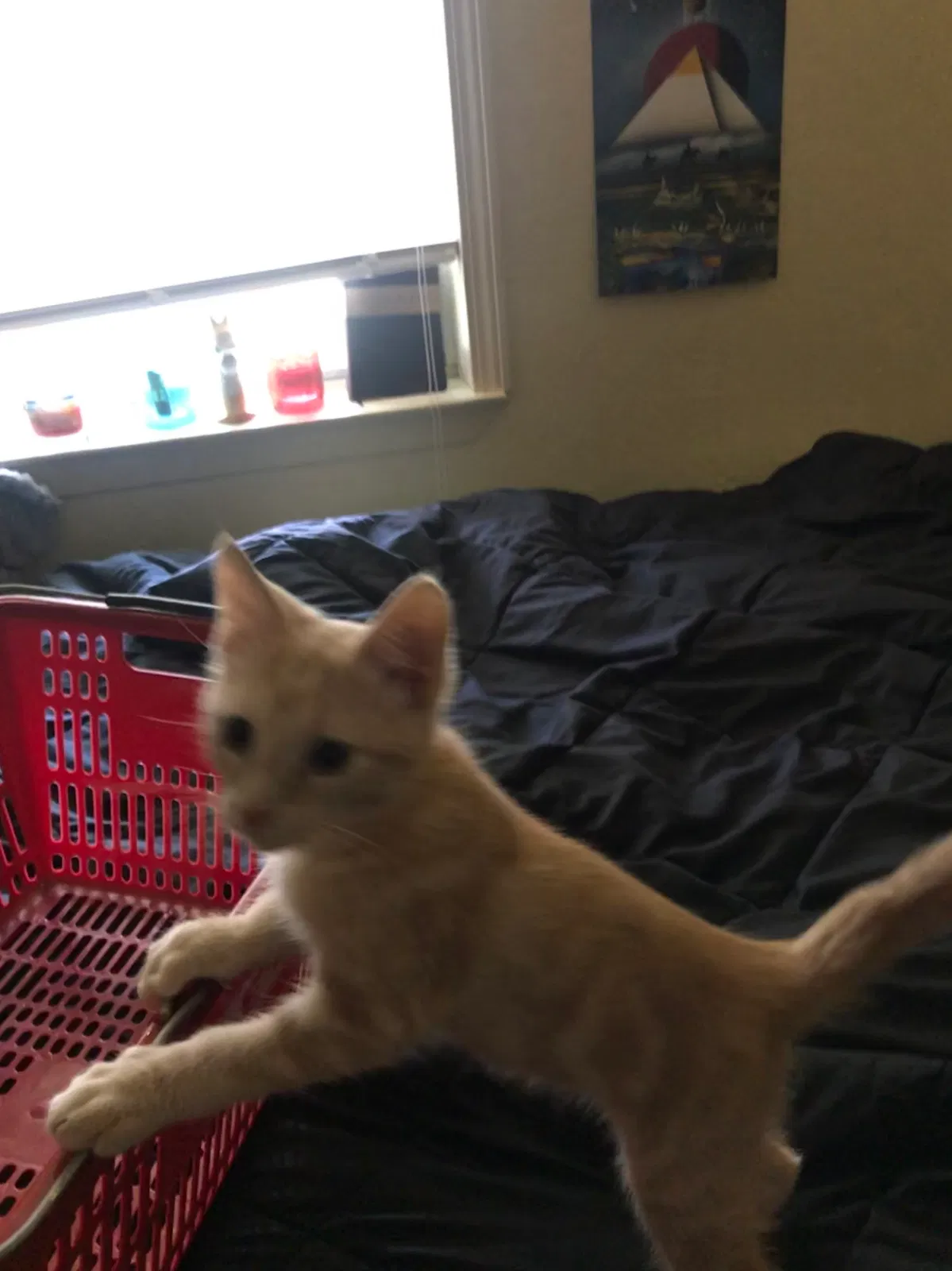 Found cat in College Station, TX, 77840