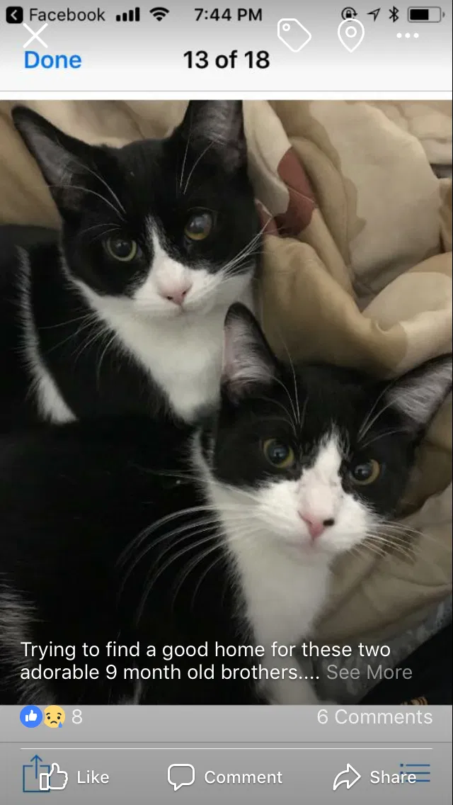 Found cat in Massillon, OH, 44646